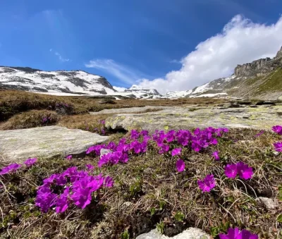 Alpine Wanderung - Zervreilahorn buchen