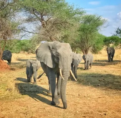 Kilimanjaro Trekking Tour buchen Elefanten 2