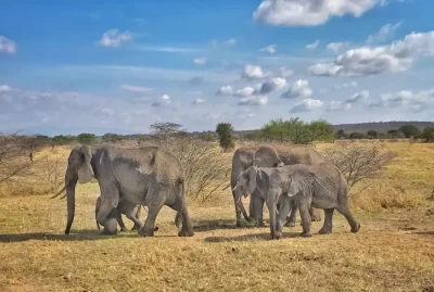 Kilimanjaro Trekking Tour buchen Elefanten