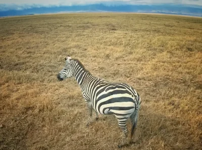 Kilimanjaro Trekking Tour buchen Zebra