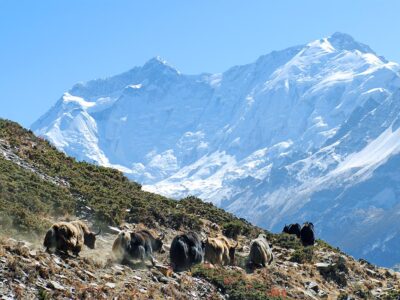 Rund um die Annapurna - Trekking: Vom fruchtbaren Tal bis zum 5415 m hohen Thorong La, spektakuläre Landschaften und Nepal in all seinen Kontrasten.
